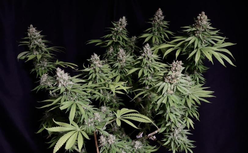 Sour Diesel. Week 17