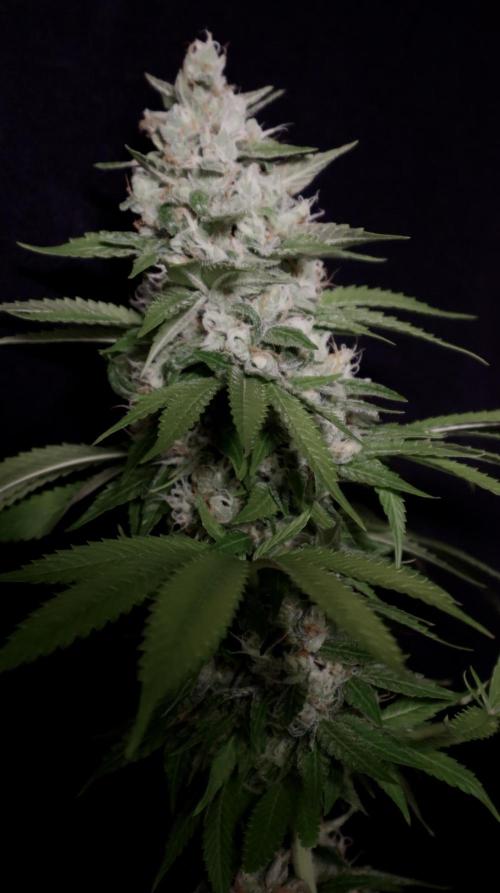 Sour Diesel. Week 17