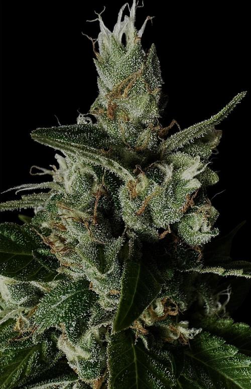 Sour Diesel. Week 17