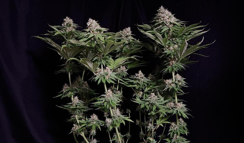 Sour Diesel. Week 17