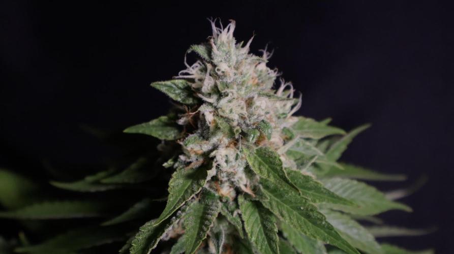 Sour Diesel. Week 17
