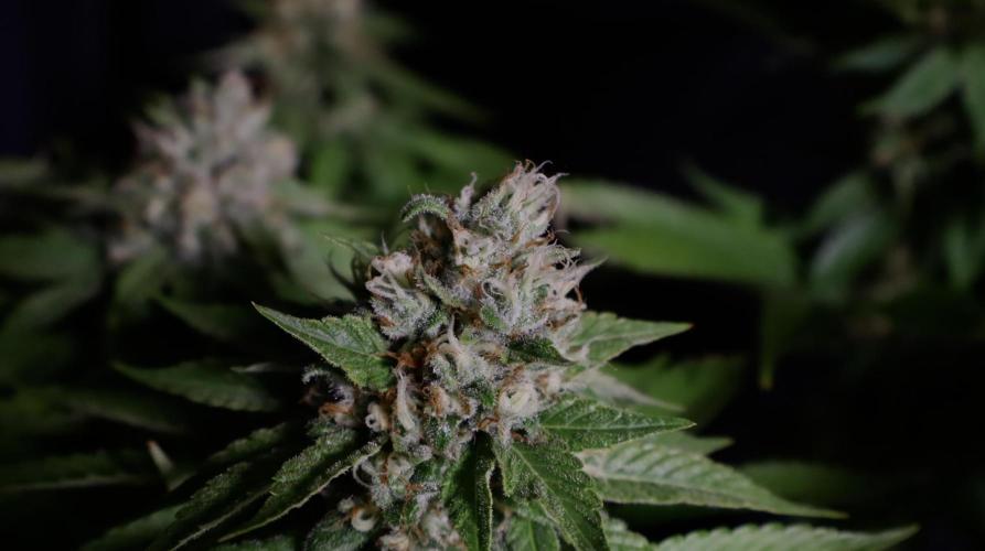 Sour Diesel. Week 17