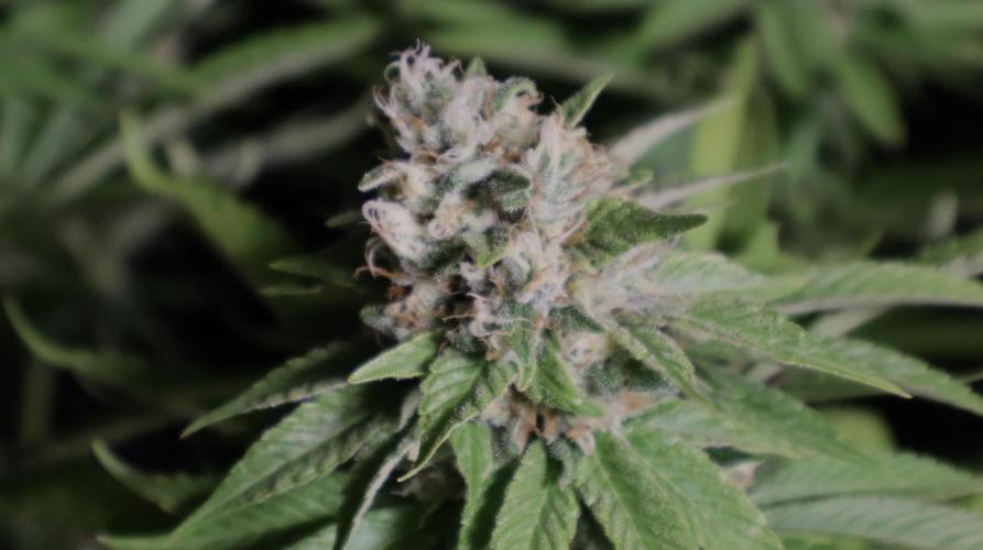 Sour Diesel. Week 17