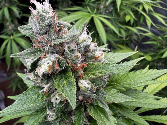 Sour Diesel. Week 17