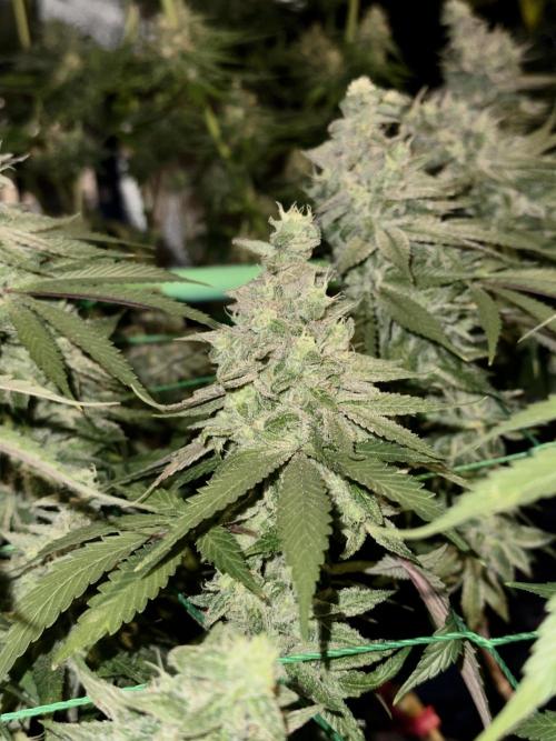 MacNcheese. Week 17