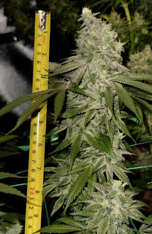 MacNcheese. Week 17