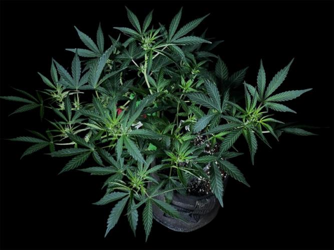 Delicious Cookies Auto. Week 6