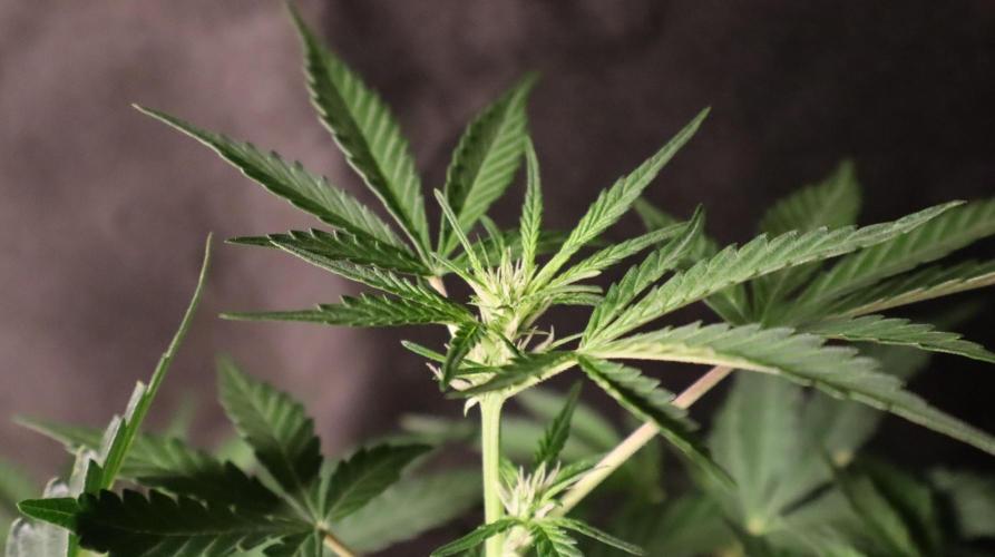 Delicious Cookies Auto. Week 6