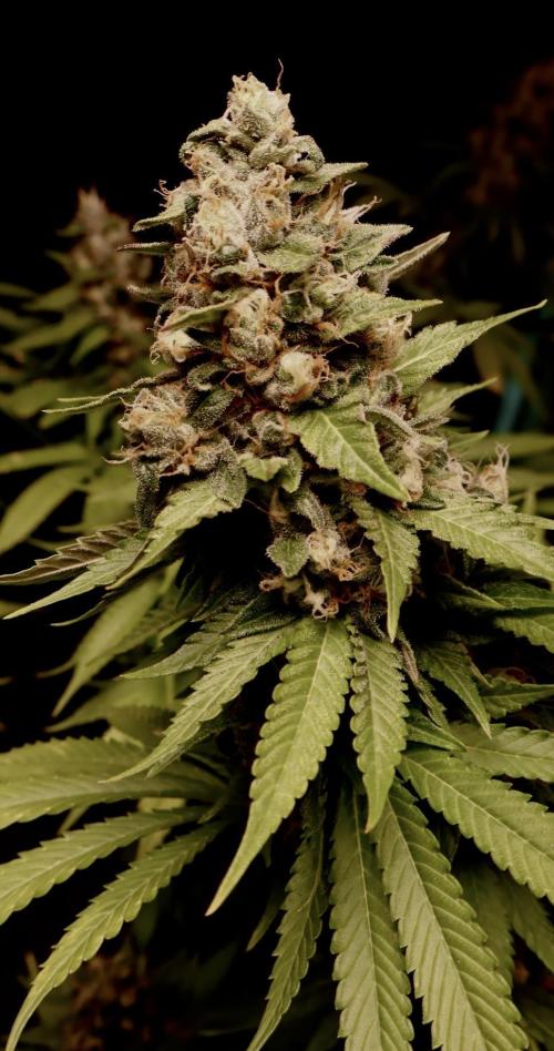 Sour Diesel. Week 17