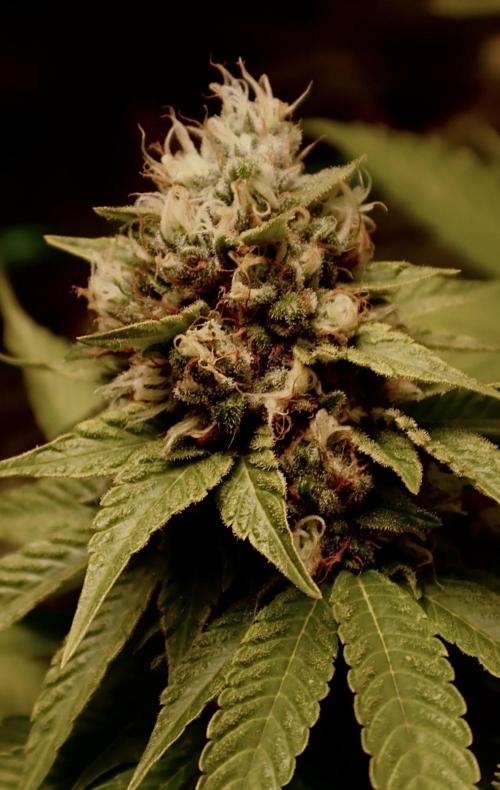 Sour Diesel. Week 17