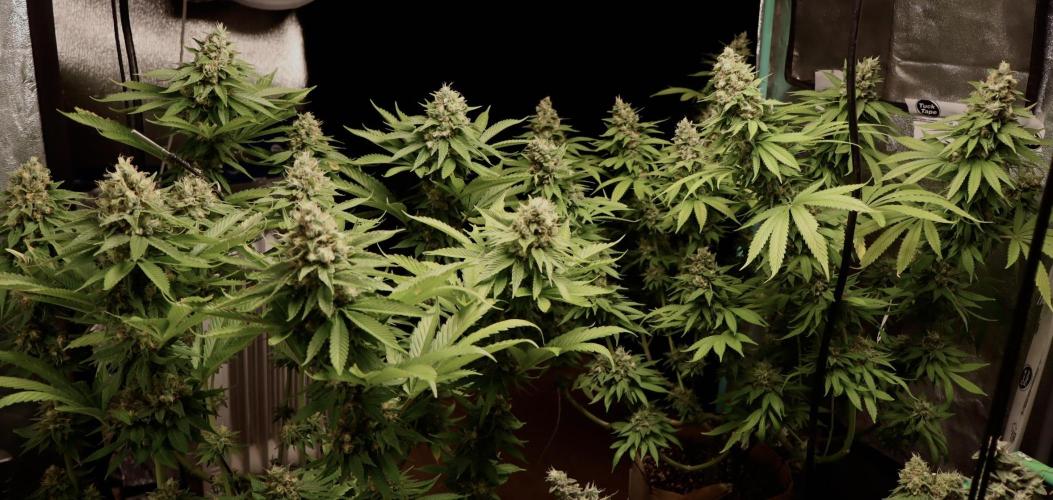 Sour Diesel. Week 17