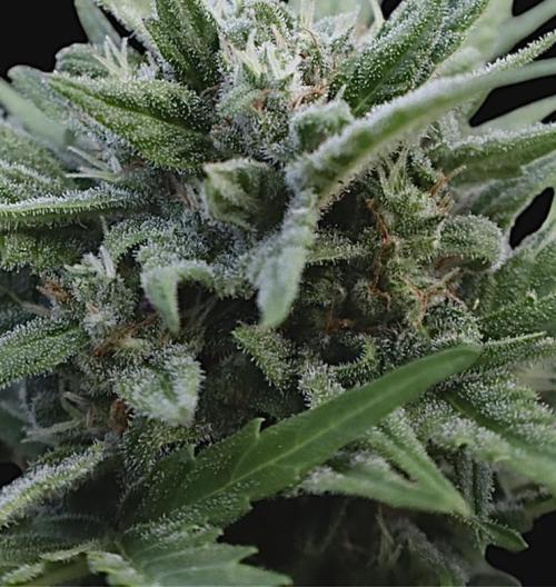 Black Dog#1. Week 7