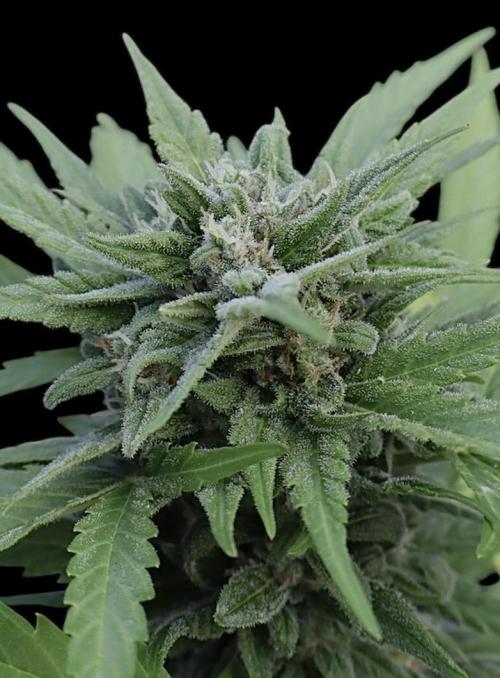 Black Dog#1. Week 7