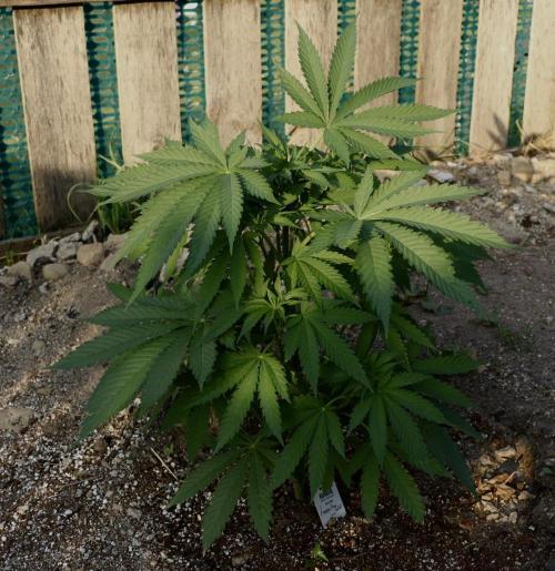 Amnesia Haze GoFast. Week 8