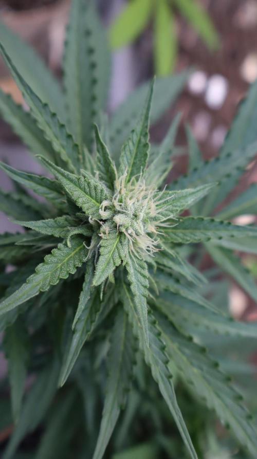 Lemon haze Auto. Week 8