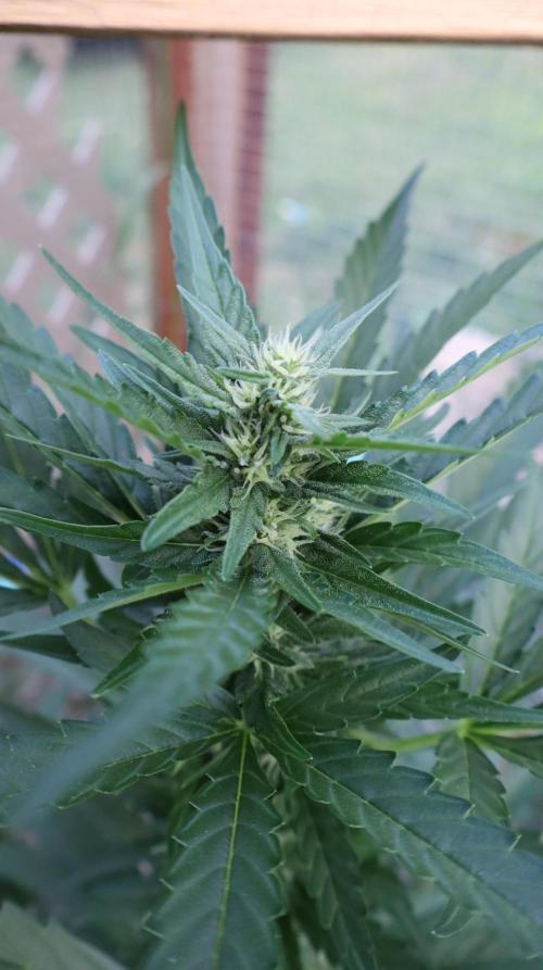 Melon Mush. Week 6