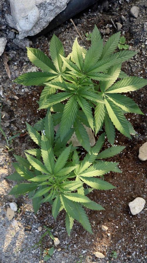 Grow Tent 4.5x2x6.5 70x140x200. Week 6