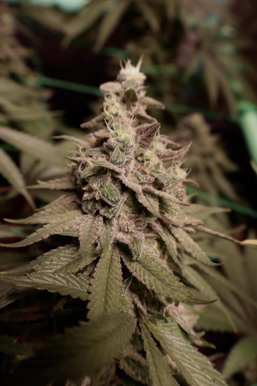MacNcheese. Week 17