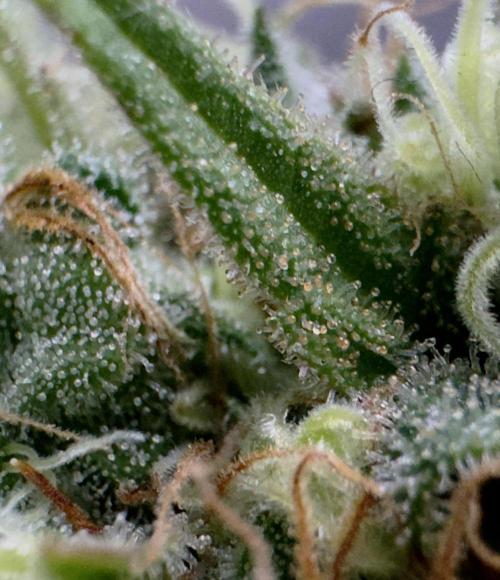 Pure skunk Go Fast. Week 15