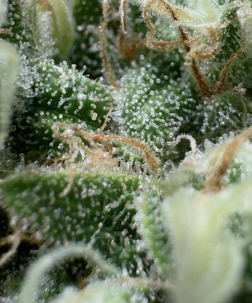 Pure Skunk Go Fast. Week 15