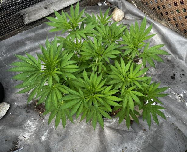 Golosa. Week 9