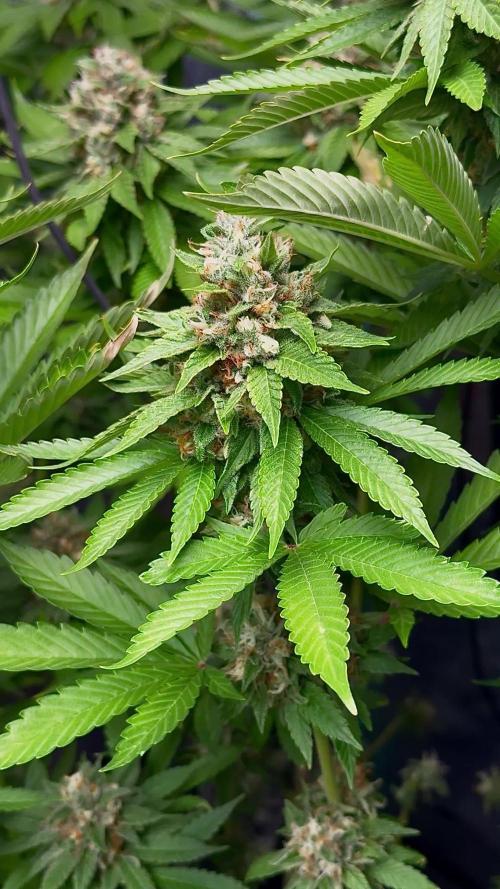 Sour Diesel