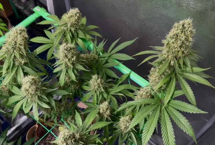 Pure skunk Go Fast