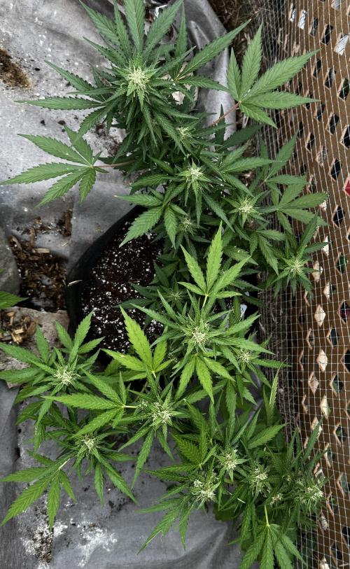 Lemon haze Auto. Week 9