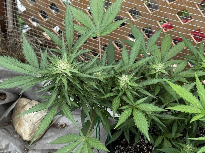 Lemon haze Auto. Week 9
