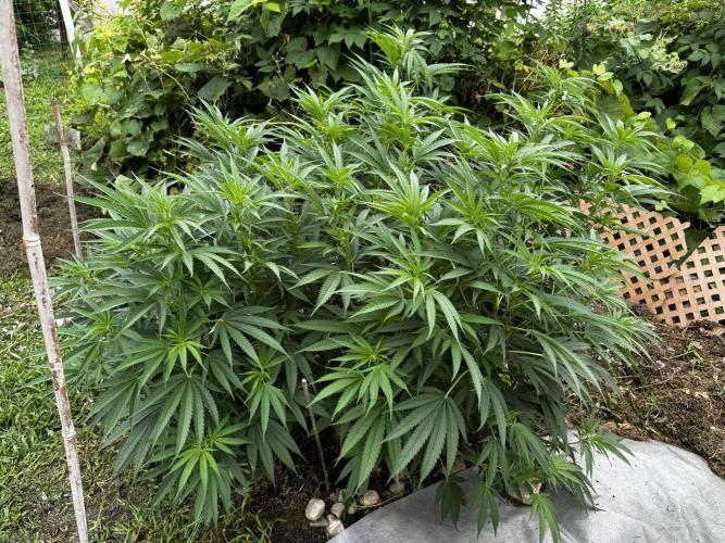 Candy Cream Go Fast. Week 15