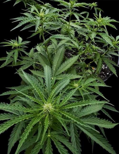 Black Orchid auto. Week 6