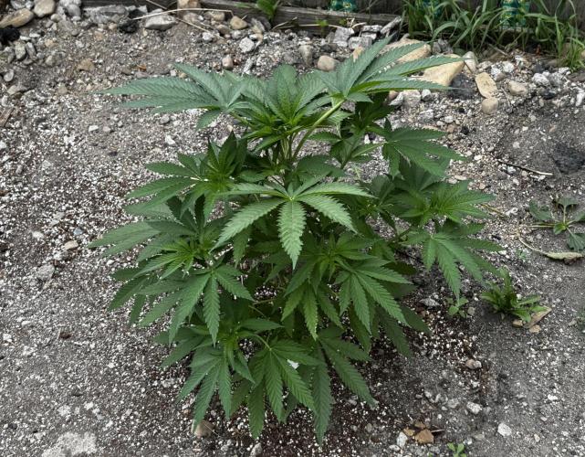 Amnesia Haze GoFast. Week 9