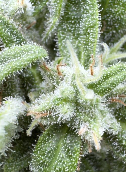 Black Dog#1. Week 8