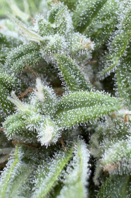 Black Dog#1. Week 8