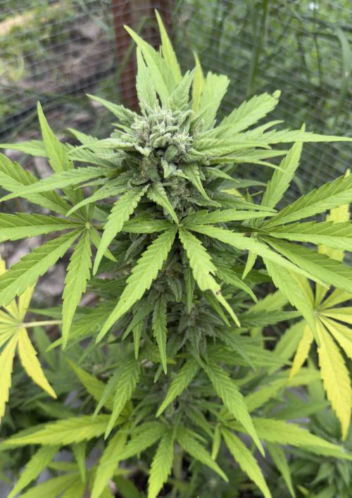 Black Dog#1. Week 8