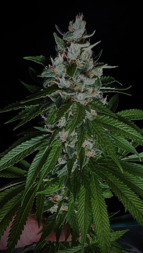 Sour Diesel. Week 17