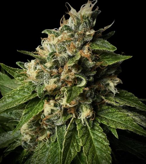 Sour Diesel. Week 17