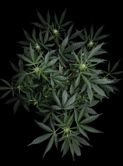 ?Delicious Cookies Auto #3?. Week 6