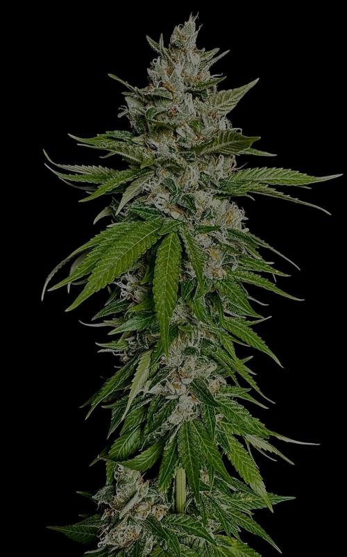 Sour Diesel. Week 17