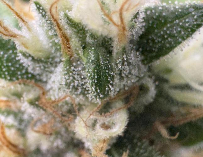 Sour Diesel. Week 17
