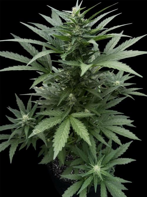 Melon Mush. Week 7