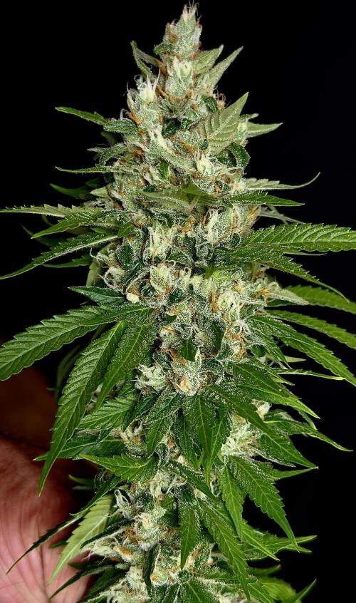 Sour Diesel. Week 17
