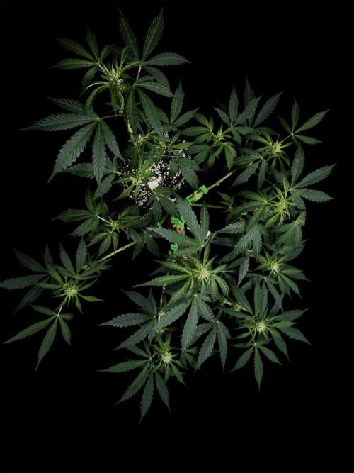 ?Delicious Cookies Auto #3?. Week 6