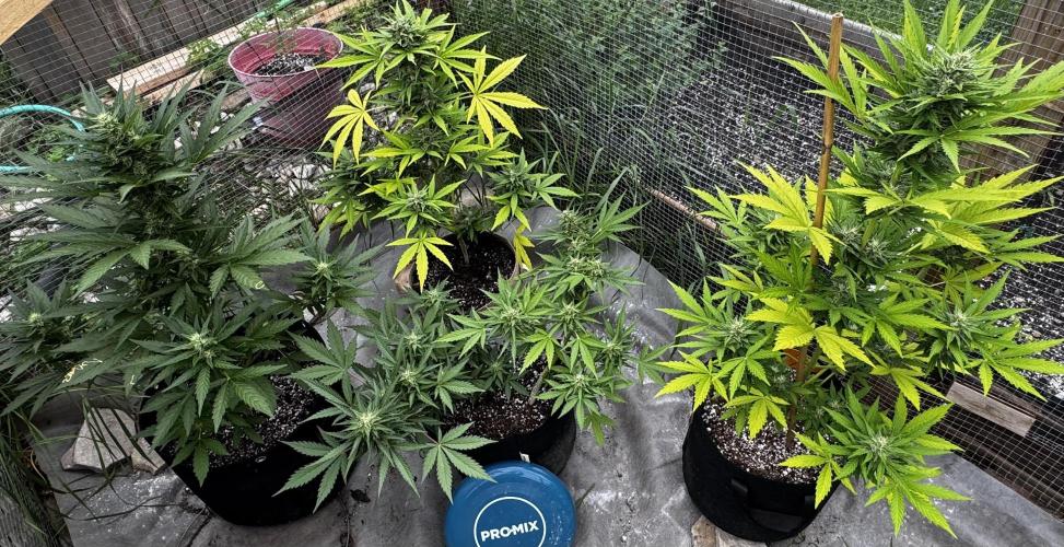 Black Dog#1. Week 8