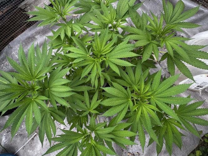 Golosa. Week 9