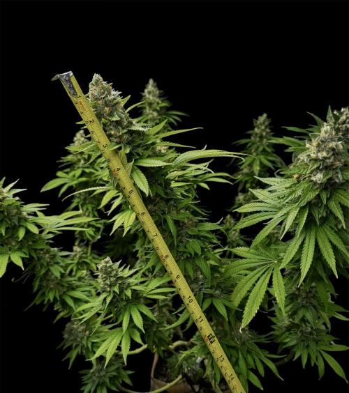 Sour Diesel. Week 17