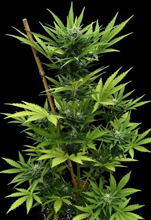 Black Dog Auto. Week 9