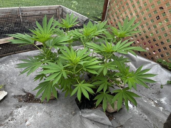 Golosa. Week 10