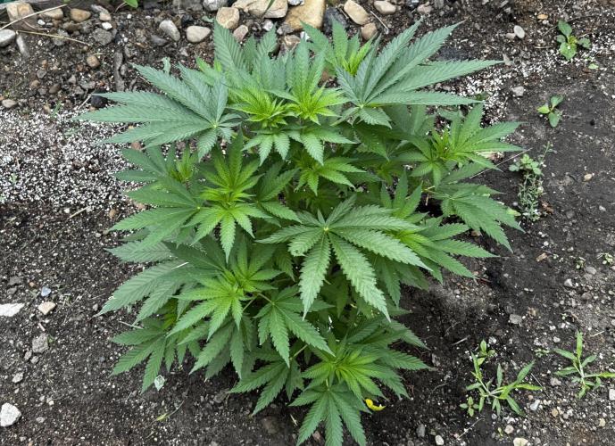 Amnesia Haze GoFast. Week 9