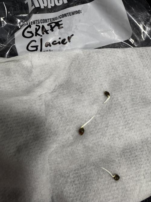 Grape Glacier. Week 0